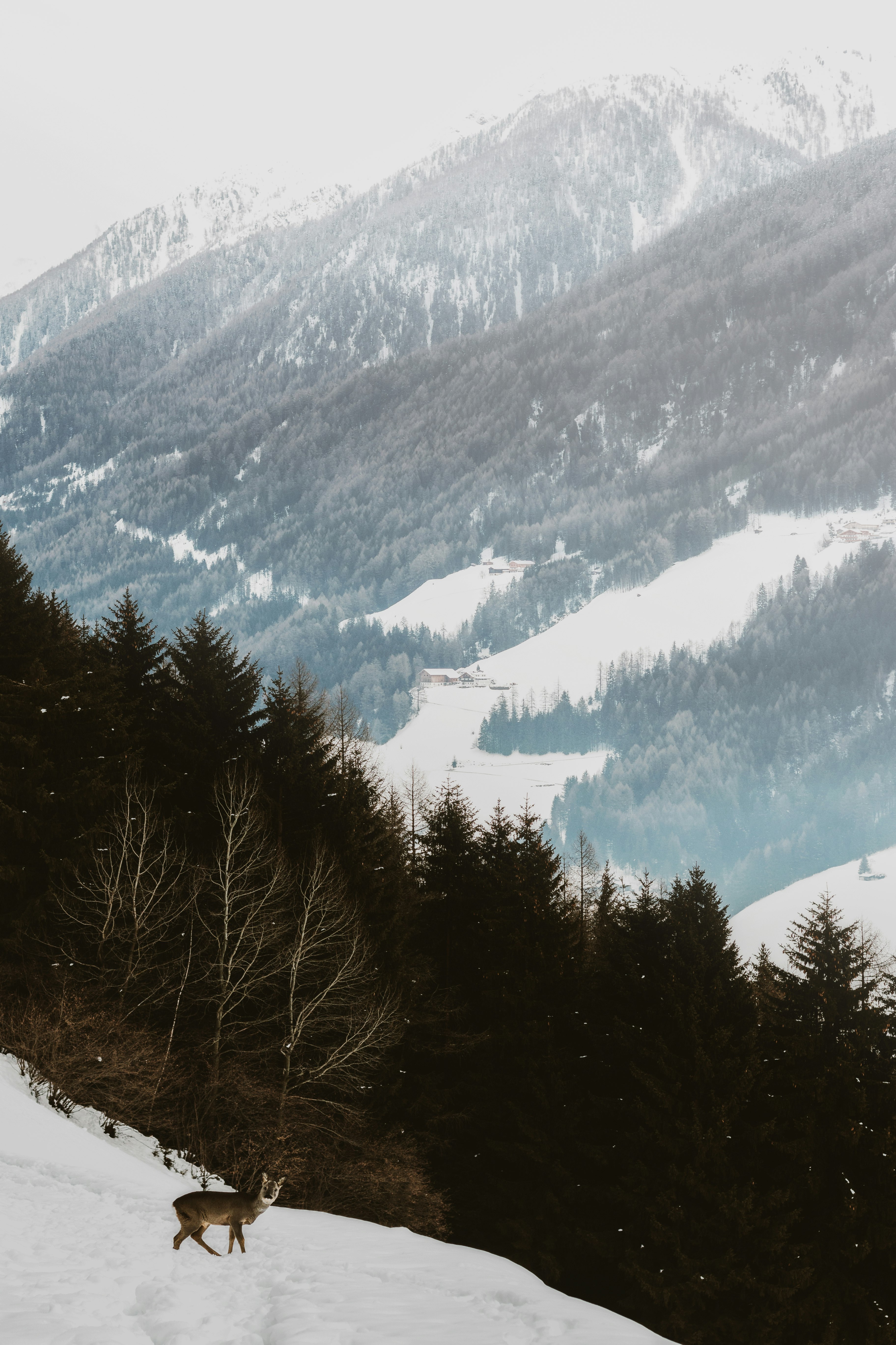 deer surrounded by snow and view of mountains